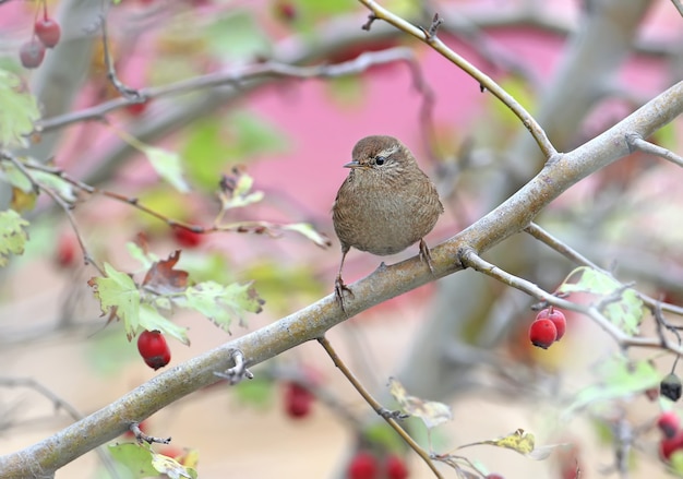 A cambaxirra (Troglodytes troglodytes) filmada nos galhos de um arbusto de espinheiro com bagas vermelhas