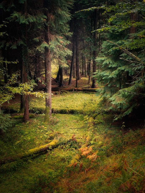 A caminho da floresta com cores típicas do outono