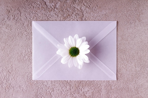 A camomila branca está em um envelope branco transparente em um espaço de cópia de pedra bege