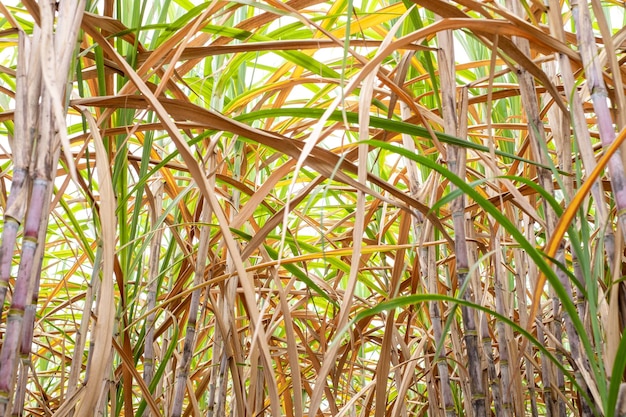 A cana-de-açúcar nos canaviais na estação chuvosa tem verdura e frescor Mostra a fertilidade do solo