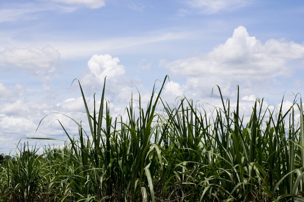 A cana-de-açúcar voou com o céu azul para o fundo, natureza.