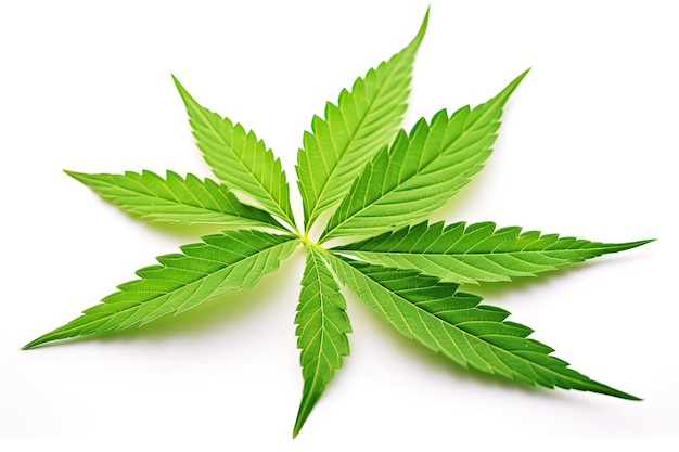A cannabis é uma planta medicinal com folhas verdes