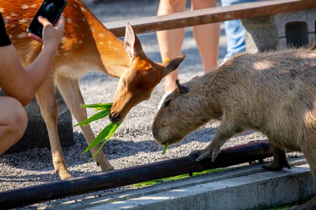 A capivara e o cervo sika da fazenda estão comendo grama