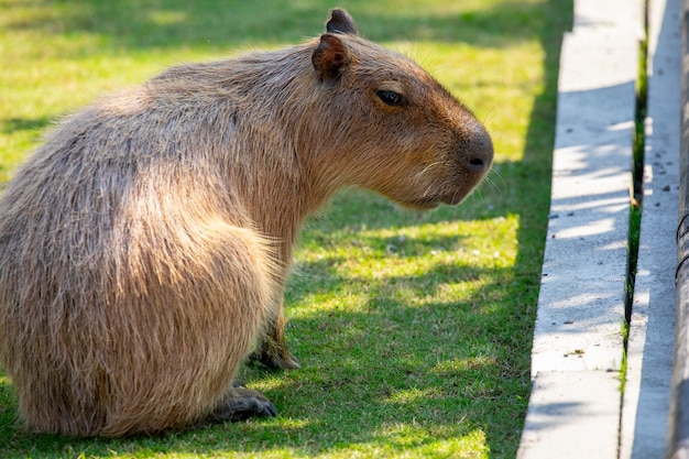 A capivara fofa da fazenda está comendo