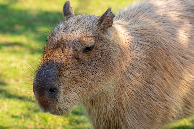 A capivara fofa da fazenda está comendo