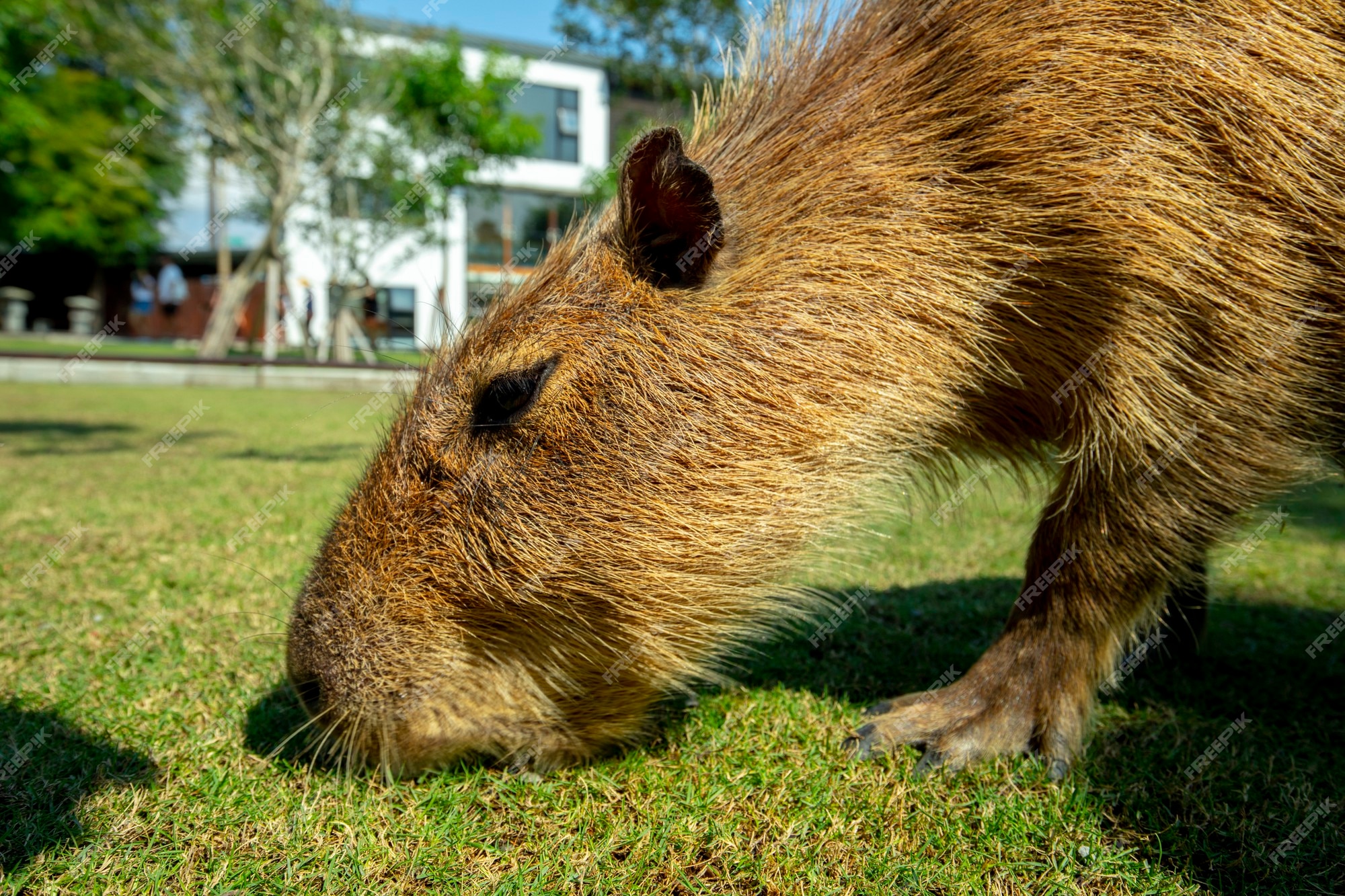 Capivara Fofa Imagens – Download Grátis no Freepik