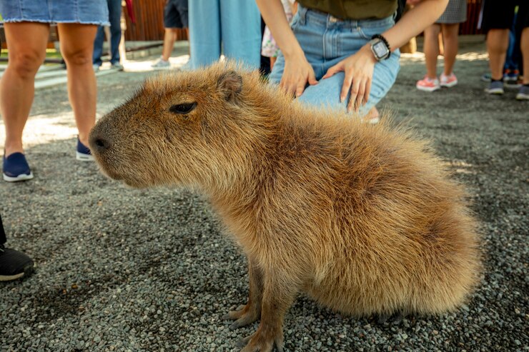 A capivara fofa da fazenda está comendo