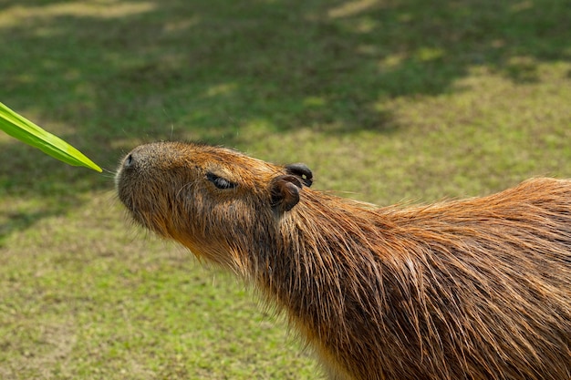 A capivara fofa da fazenda está comendo