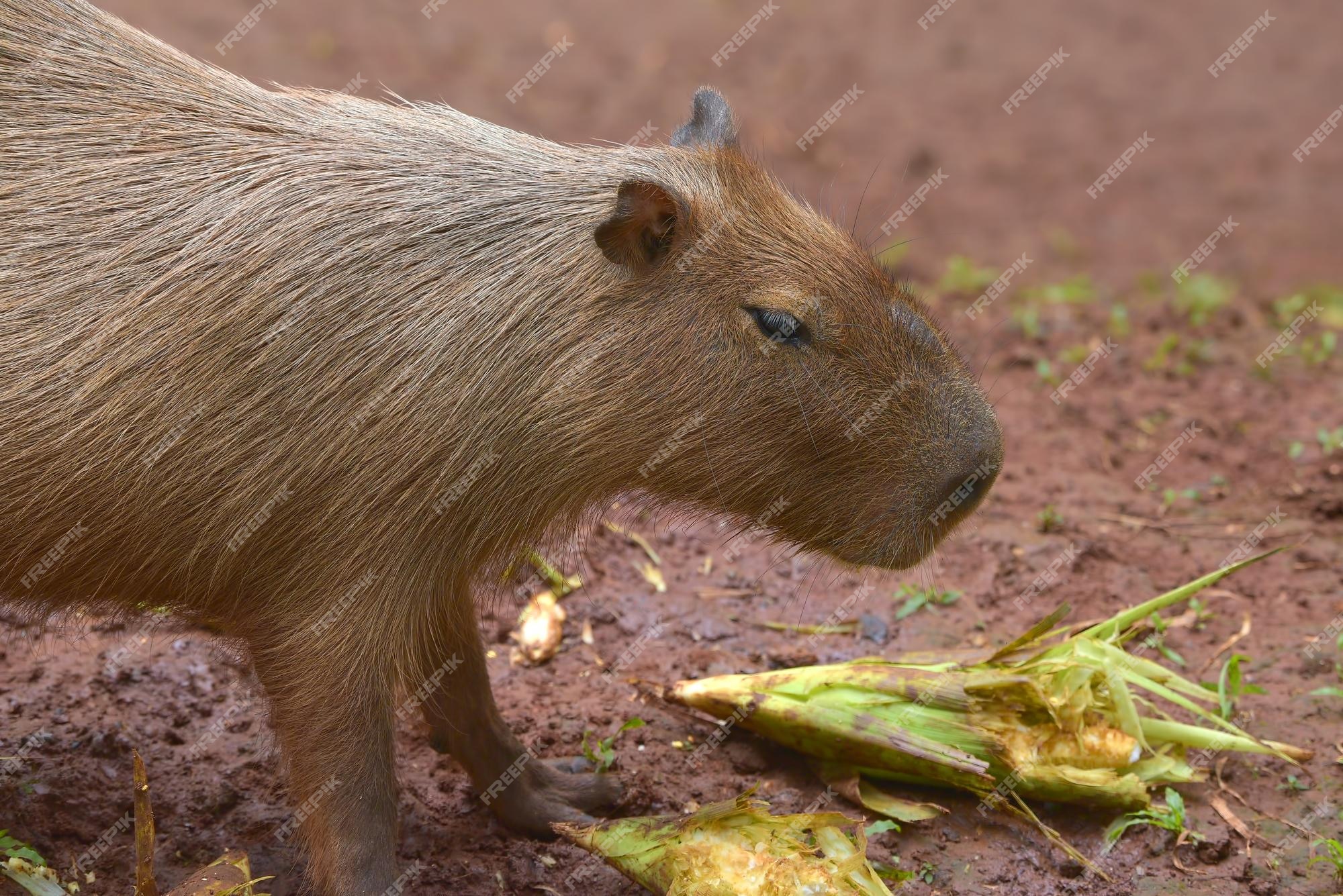 Capivara on Pinterest