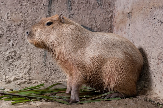 A capivara (hydrochoerus hydrochaeris), o maior roedor vivo do mundo.