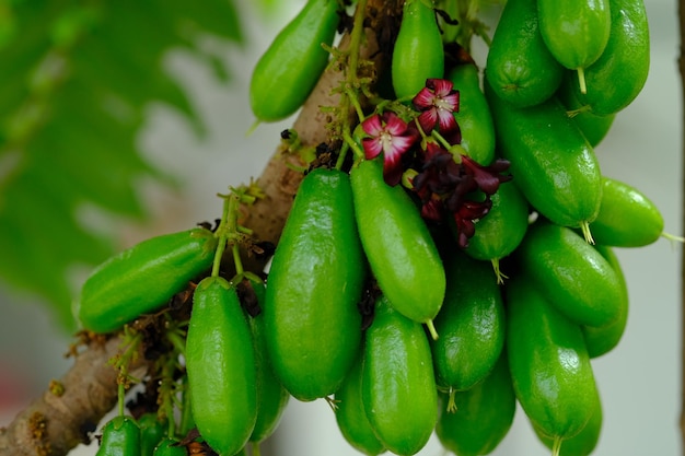 A carambola verde que dá frutos cresce em galhos de árvores. Ingredientes de cozinha asiáticos.