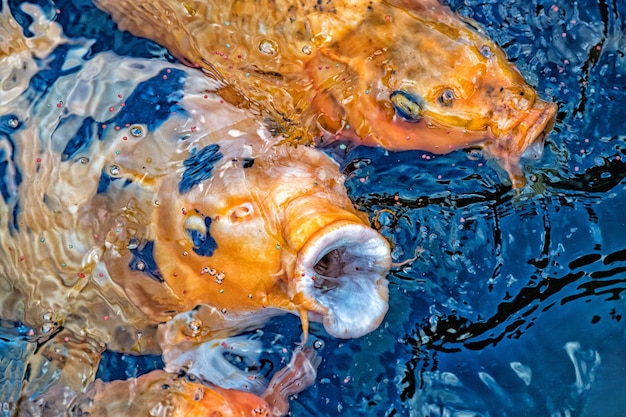 Foto a carpa koi abre a boca enquanto come