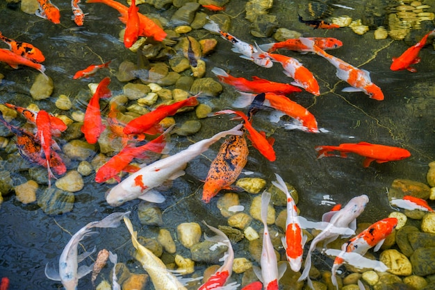 Foto a carpa nadou na piscina