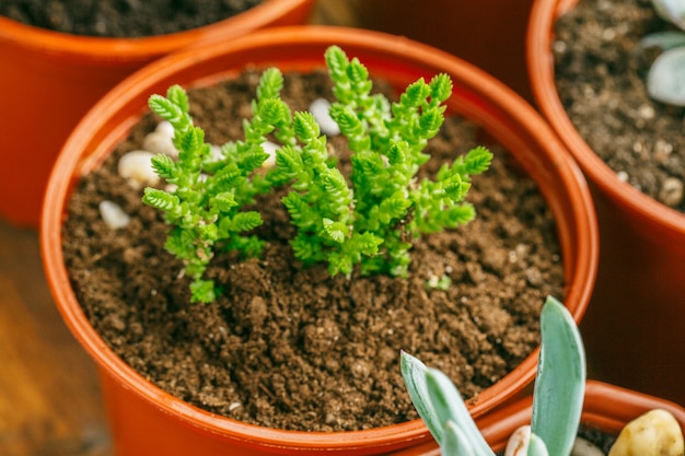 A casa de florescência suculento planta o fundo.