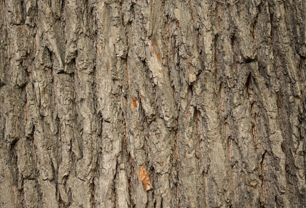 A casca de uma árvore rachando um tronco de árvore