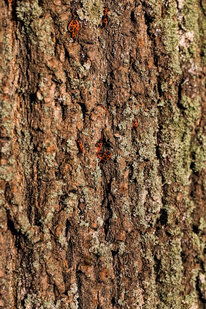 A casca de uma textura de árvore