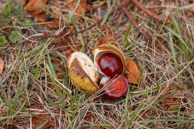 A castanha caiu da árvore Linda castanha castanha