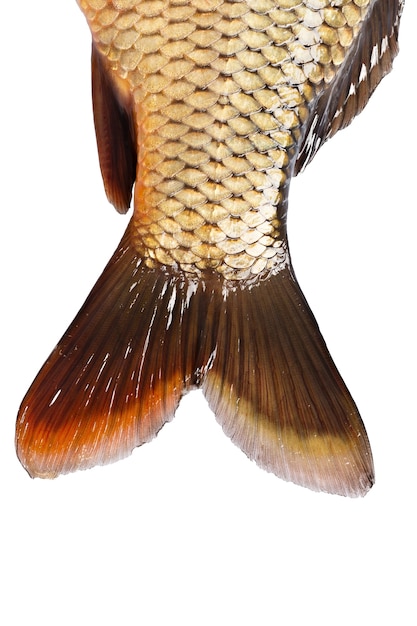 A cauda da carpa peixe isolada no fundo branco
