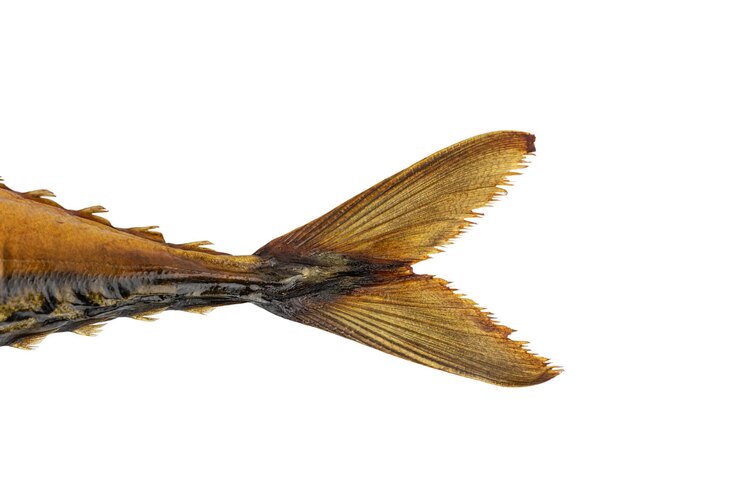 Foto a cauda de peixe cavala defumado