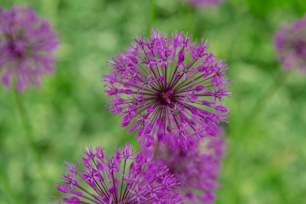 A cebola decorativa floresce no jardim Foco seletivo