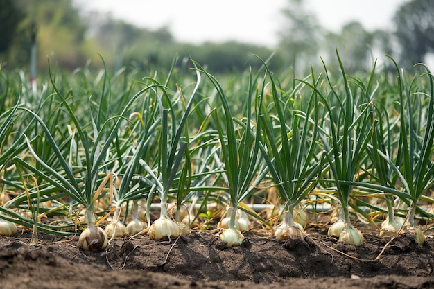 A cebola é cultivada no solo nas parcelas