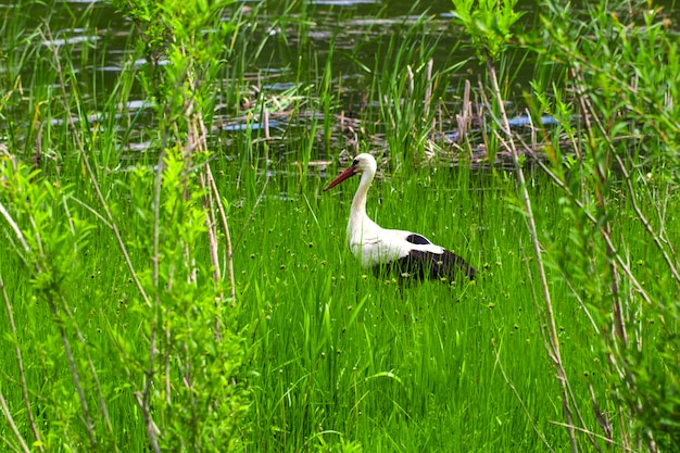 A cegonha-branca (ciconia ciconia). em um prado.