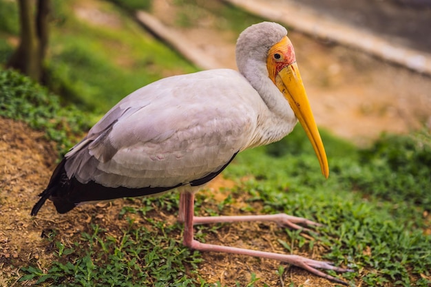 A cegonha de bico amarelo Mycteria ibis é uma grande ave pernalta da família das cegonhas Ciconiidae