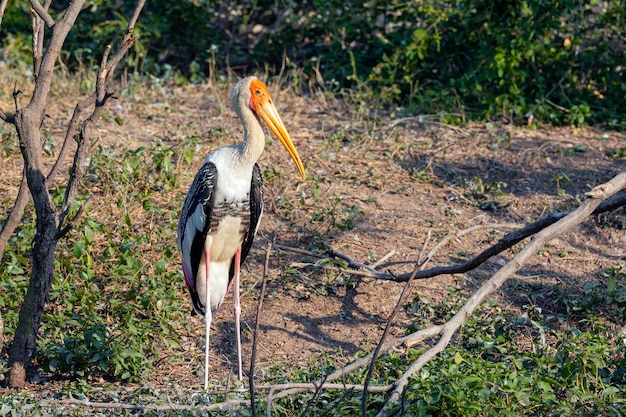 A cegonha-marabu, Leptoptilos crumeniferus, é uma grande ave pernalta da família das cegonhas Ciconiidae.