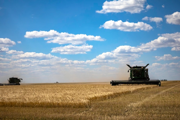 A ceifeira-debulhadora colhe o trigo maduro. agricultura.