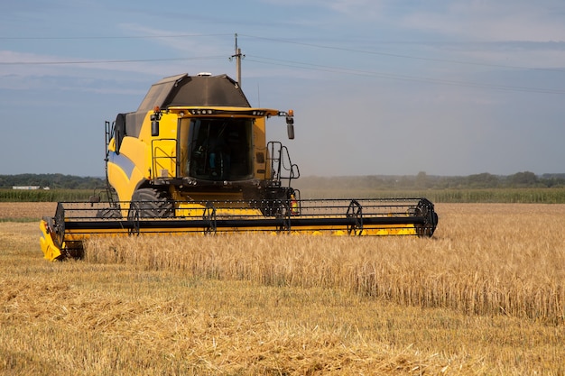 A ceifeira-debulhadora colhe trigo maduro. agricultura. Ceifeira-debulhadora em ação no campo de trigo. A colheita é o processo de colher uma safra madura dos campos.