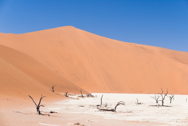 A cênica Sossusvlei e Deadvlei, argila e sal pan com trançado Acácias cercadas por dunas de areia majestosas.