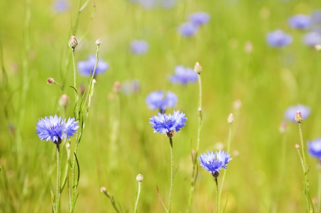 A centáurea azul (Centaurea cyanus) floresce em um fundo da luz bonita da noite. Flores silvestres Cornflower macro, foco seletivo