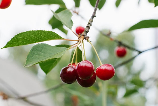 A cereja orgânica vermelha madura cresce em um galho no jardim