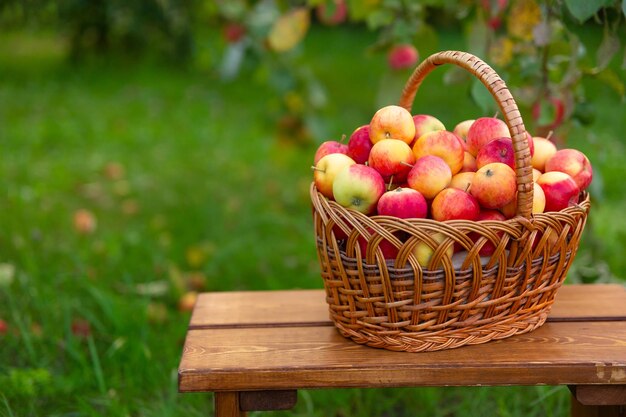 A cesta com maçãs está no banco de madeira contra o fundo da grama Colheita no pomar de maçã