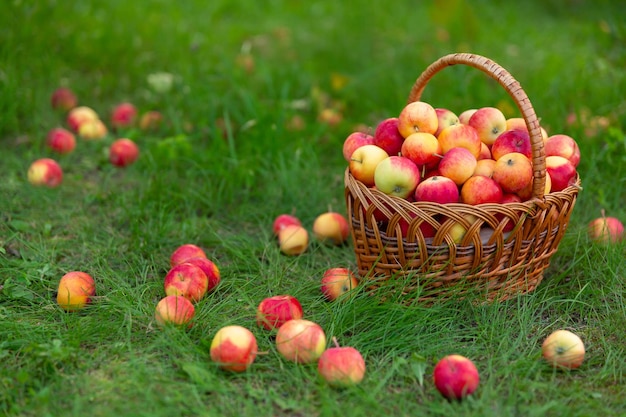 A cesta de vime com maçãs fica na grama e as maçãs estão espalhadas pela colheita no jardim