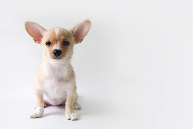 A chihuahua é um açúcar branco, três meses velho, em um fundo branco.