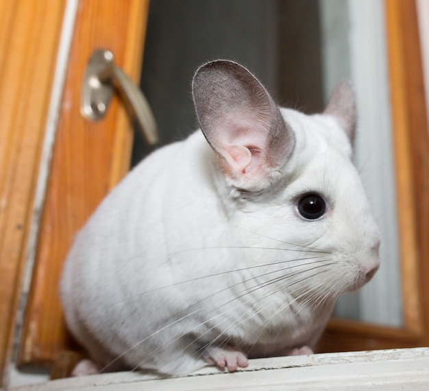 Foto a chinchila branca está sentada perto da janela bonito animal de estimação em casa