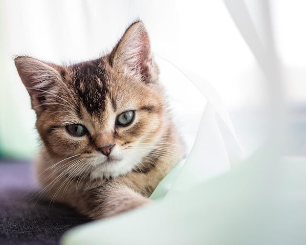 A chinchila dourada britânica de gatinho fofinho está marcada com um tule transparente esticando uma pata para a frente