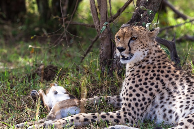 A chita está cansada após a corrida pelo impala descansando no mato quênia áfrica