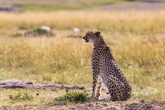 A chita observa a savana do Quênia