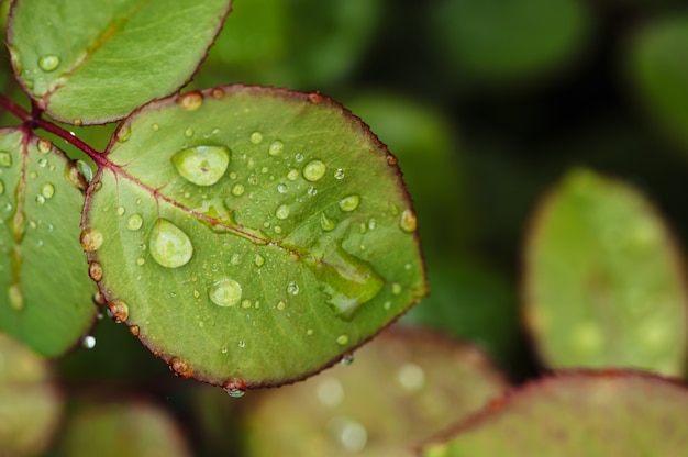 A chuva cai na rosa verde deixa o close-up. plantas no jardim.