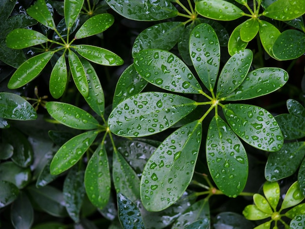 A chuva da natureza cai nas folhas verdes.