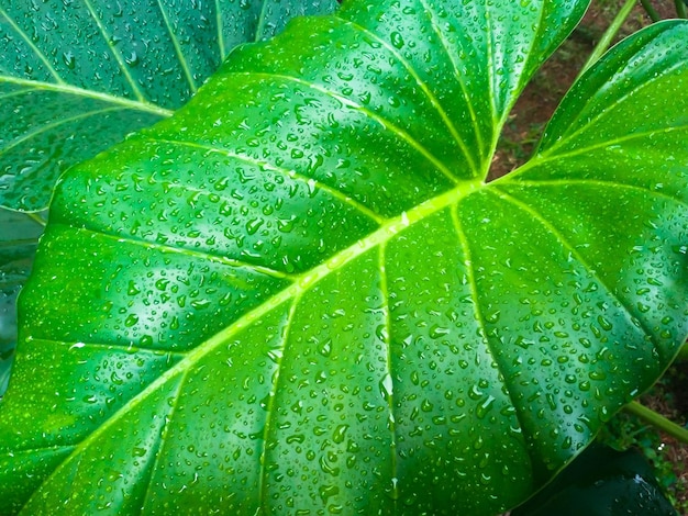 Foto a chuva deixa cair a textura na superfície das folhas verdes pela manhã.