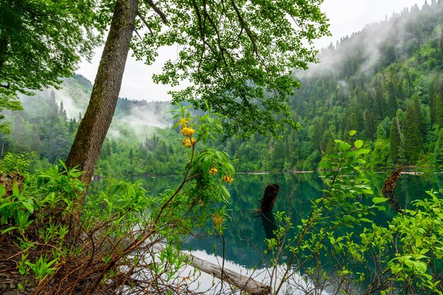 A chuva tropical caindo cai de chuva contra o fundo do lago e das árvores verdes