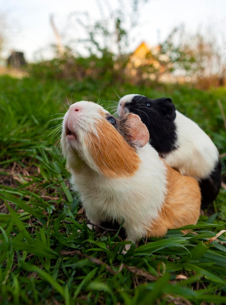 A cobaia é uma espécie de roedor pertencente ao gênero Cavia