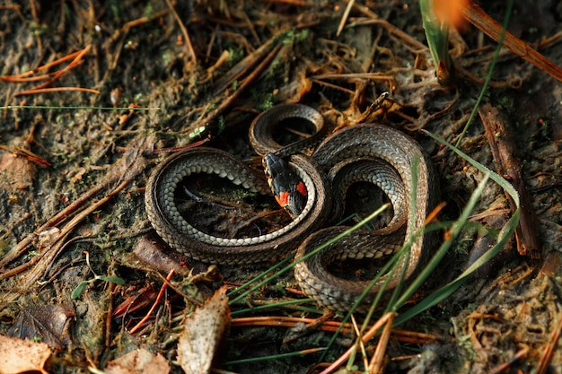 A cobra, às vezes chamada de cobra d'água, se esconde na grama