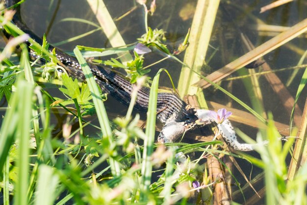 A cobra come um sapo na água entre as plantas