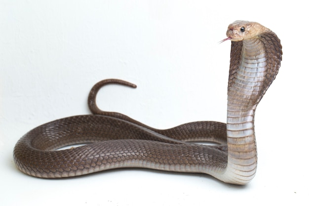 A cobra cuspidora de Javan (Naja sputatrix), também chamada de cobra do sul da Indonésia isolada no branco