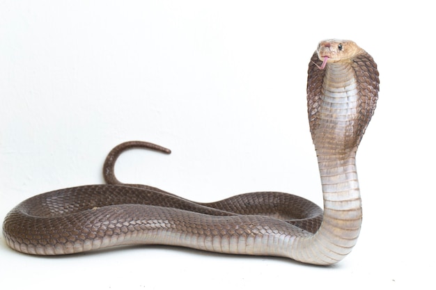 A cobra cuspidora de Javan (Naja sputatrix), também chamada de cobra do sul da Indonésia isolada no branco