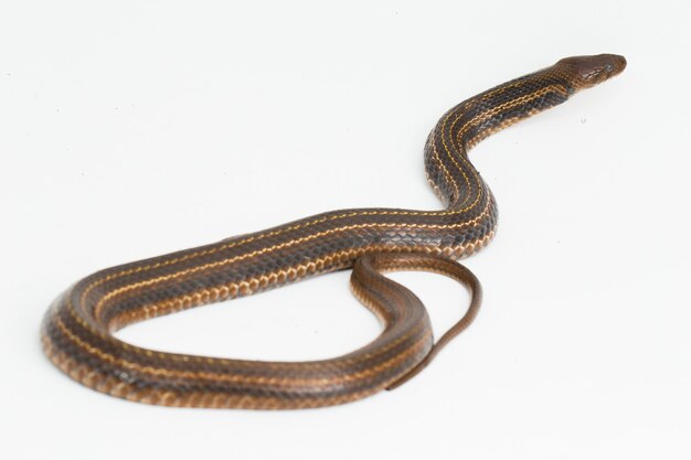 A cobra d'água asiática piscator Fowlea keelback quadriculada isolada no fundo branco